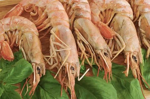 Background of the large prawns and Basil leaves Stock Photos