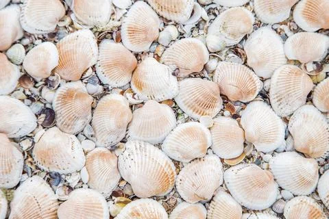 Background, large shells turned upside down on the sand Stock Photos