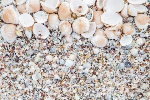 Background, large shells on the upper half of the photo Foto stock