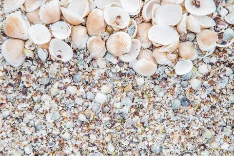 Background, large shells on the upper half of the photo Stock Photos
