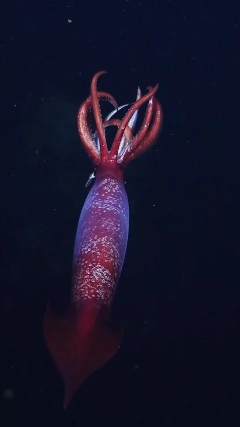 Background of a large squid in the deep ocean Stock Footage 320380330