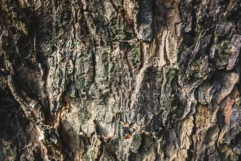 Background of large tree bark Stock Photos