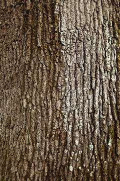 Background of a large tree trunk Stock Photos