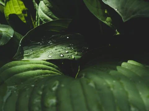 Background of large tropical leaves with drops of morning dew Stock Photos