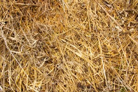 Background from last year's withered grass similar to hay Stock Photos