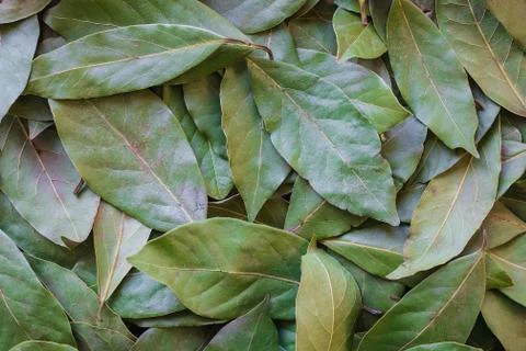 Background of laurel leaves. Stock Photos
