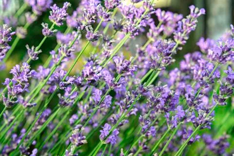 Background of lavender Stock Photos