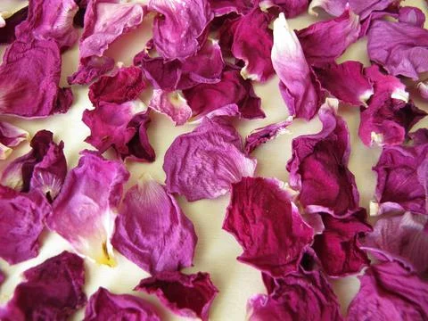 A background with a layer of dried rose petals from the beach rose Stock Photos