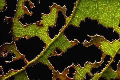 Background with leaf pattern as holes Stock Photos