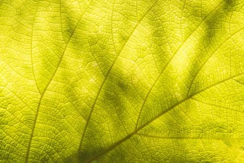 Background from leaf Stock Photos