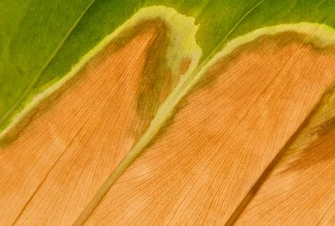 Background from leaf Stock Photos