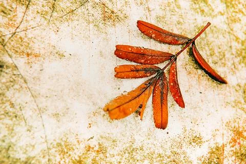 Background with a Leaf Foto stock