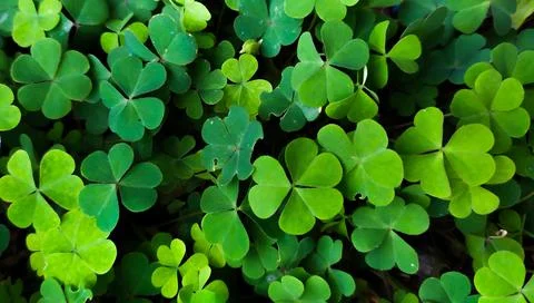 Background leaf Stock Photos