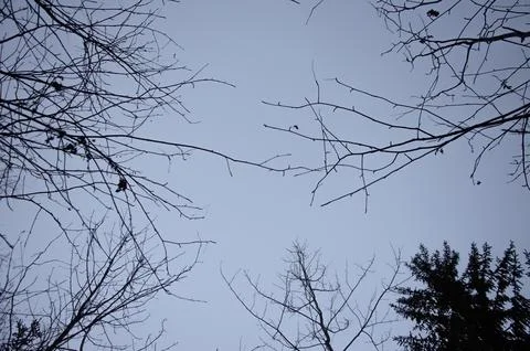 A background of leafless twigs in a grey sky Stock Photos