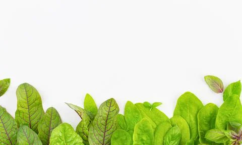 Background with leafy vegetables along the bottom edge Foto stock