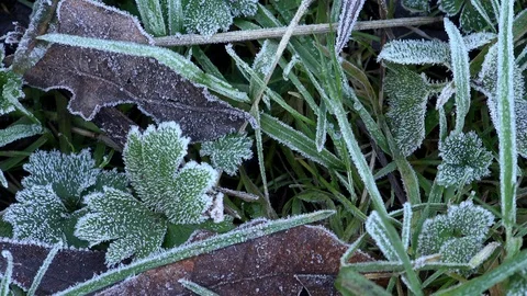Background of leaves and plants in winter with frost 4K Video stock 101230601