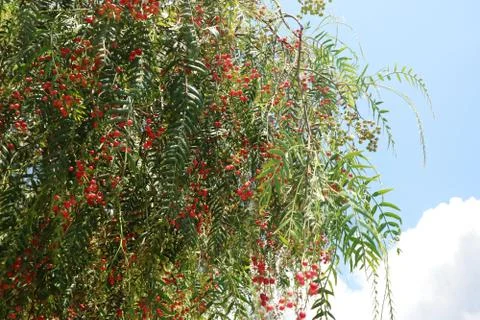 Background of leaves and red tree berries on blue sky background in summer. Stock Photos