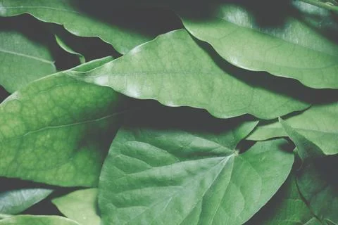 Background leaves dark tones Stock Photos