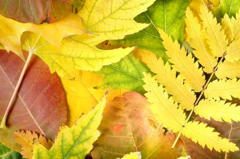 Background from leaves of different colors Stock Photos