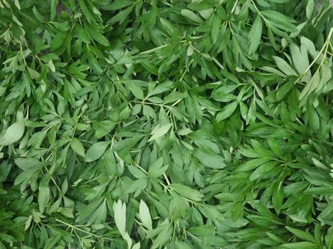 Background from leaves of a flower Stock Photos