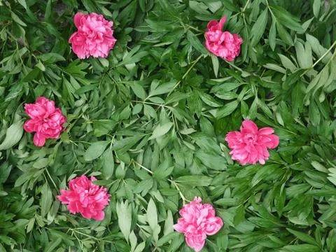 Background from leaves of a flower Stock Photos