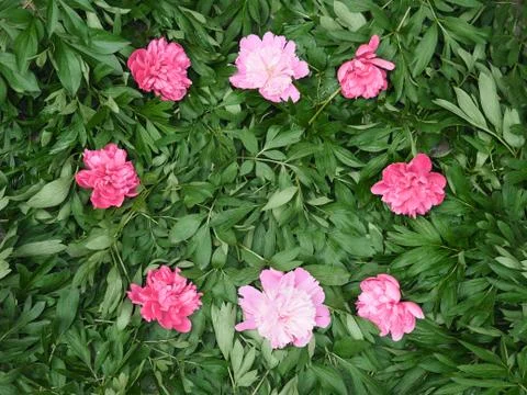 Background from leaves of a flower Stock-Fotos