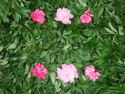 Background from leaves of a flower Stock-Fotos