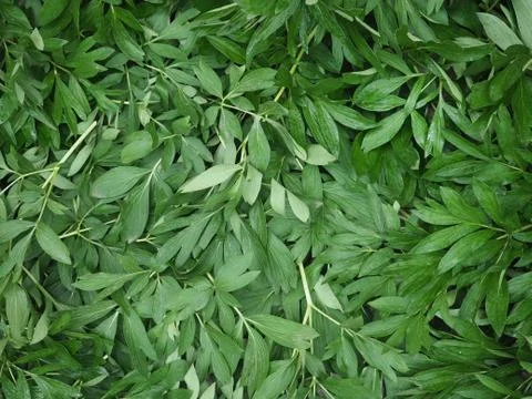 Background from leaves of a flower Foto stock