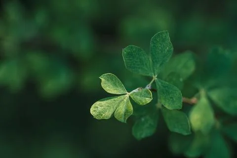Background of leaves in the form of a drop on the branches Stock Photos