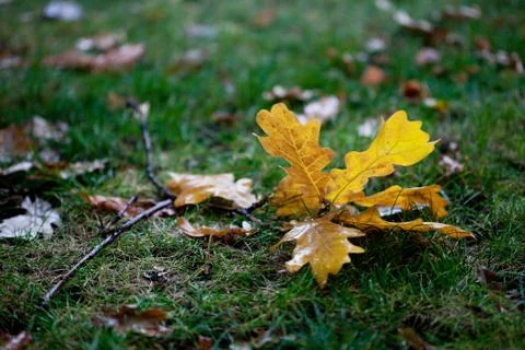 Background leaves on grass Stock Photos