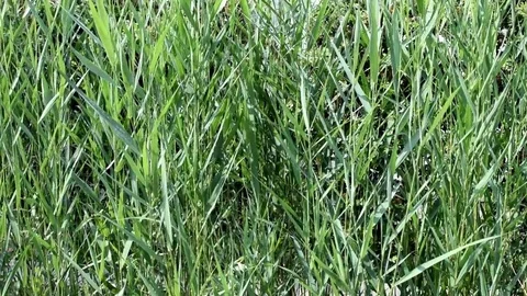 Background leaves moving Stock Footage 76216960