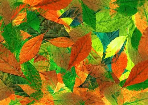 Background of leaves Stock Photos