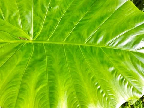 Background of leaves. Stock Photos