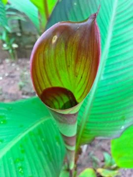 Background of leaves. Stock Photos