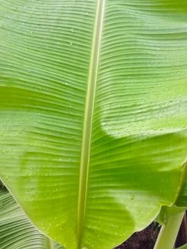 Background of leaves. Stock Photos