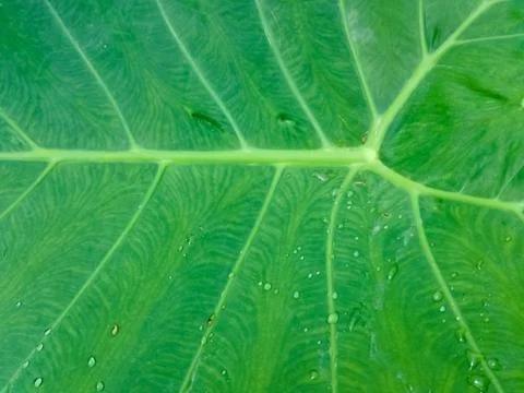 Background of leaves. Stock Photos