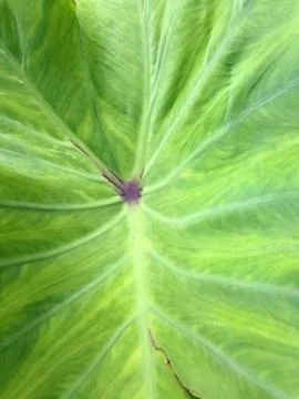 Background of leaves. Stock Photos