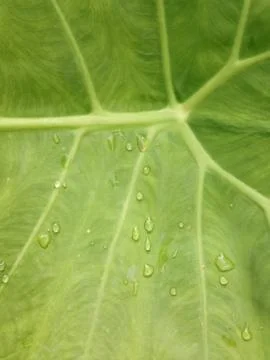 Background of leaves. Stock Photos