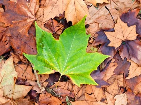 Background leaves Stock Photos