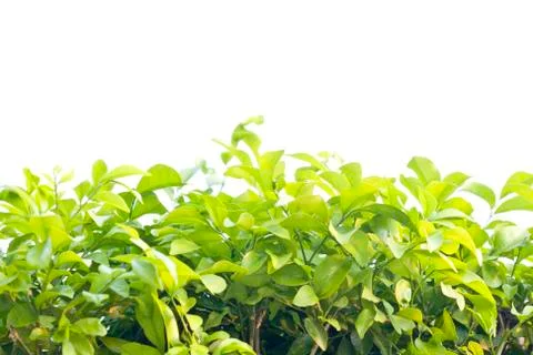 Background leaves Foto stock