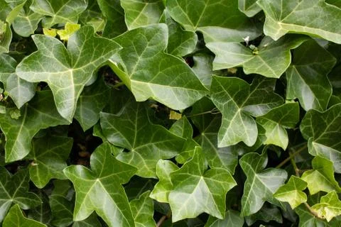 Background of leaves 스톡 사진