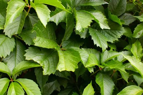 Background of leaves 스톡 사진