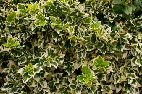 Background of leaves Stock Photos