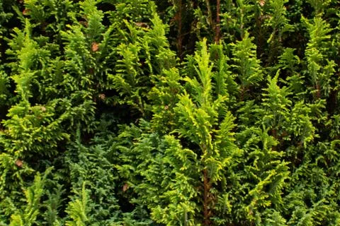 Background of leaves 스톡 사진