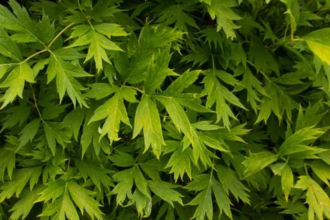 Background of leaves 스톡 사진