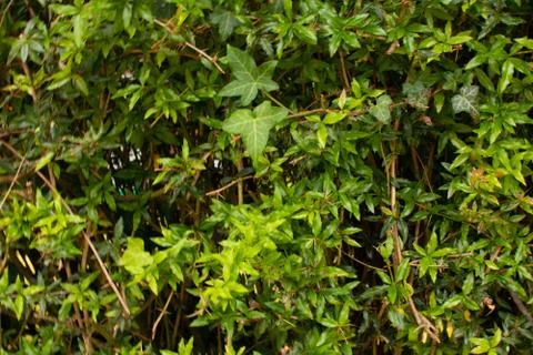 Background of leaves 스톡 사진