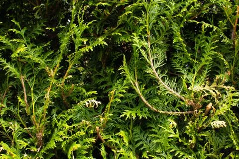 Background of leaves 스톡 사진
