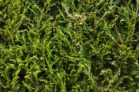 Background of leaves 스톡 사진