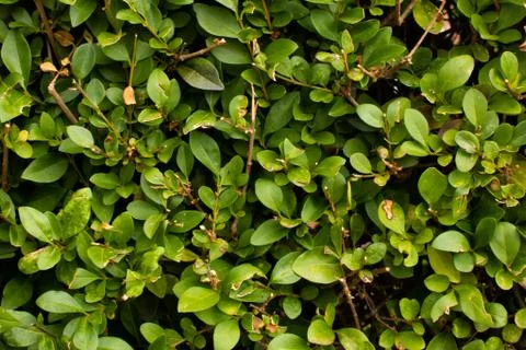 Background of leaves 스톡 사진