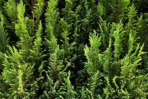 Background of leaves 스톡 사진